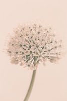 Allium Soft White