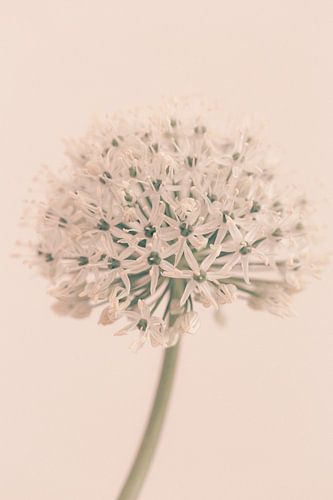Allium Soft White sur Aminda