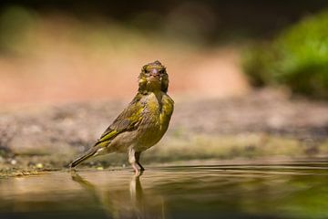 Greenfinch takes a bath