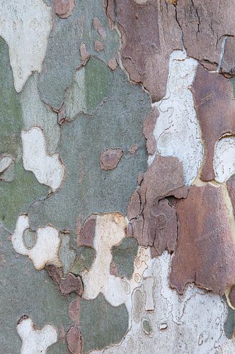 Bast van een plataan