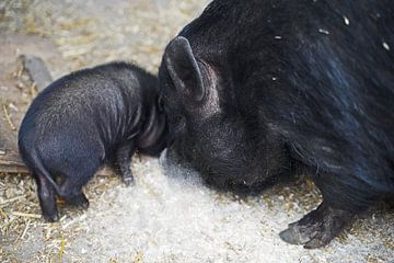 Minischwein Ferkel und Mutter