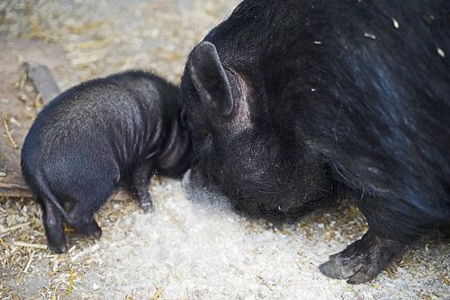 Mini varken biggetje en moeder