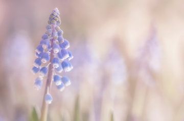 Blue grape by Ilya Korzelius