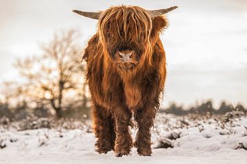 Highlander écossais broutant dans la neige