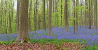Blauglockenblüten auf dem Waldboden im Frühling von Sjoerd van der Wal Fotografie Miniaturansicht