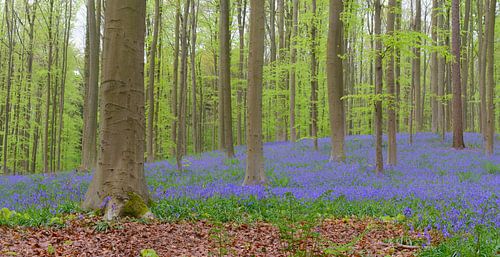 Wilde Hyacinten bloemen op de bosbodem in de lente