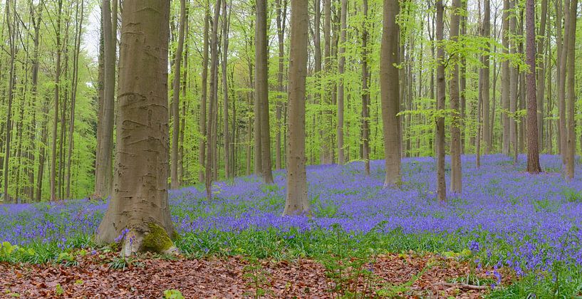 Blauglockenblüten auf dem Waldboden im Frühling von Sjoerd van der Wal Fotografie