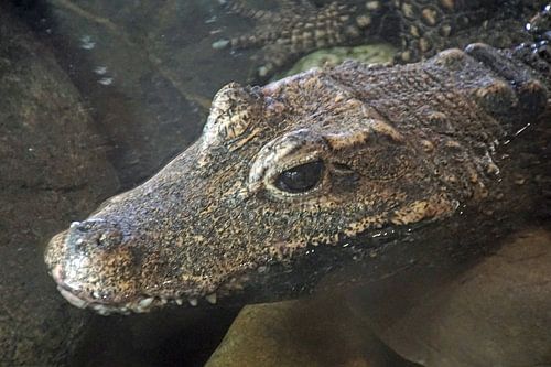 in het oog van "de kop van de krokodil"