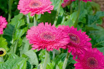 Gerbera 'happy flower' pink van Ivonne Fuhren- van de Kerkhof