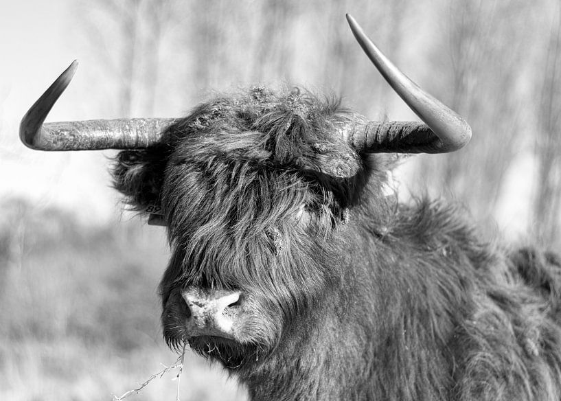 Portrait of Scottish Highlander Black / White by Charlene van Koesveld