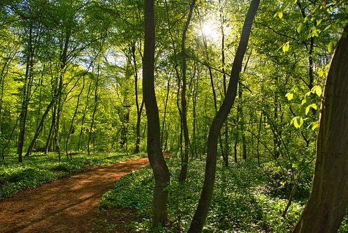 Forêt printanière
