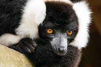 sleapy monkey