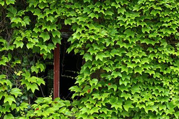 Fensterblick