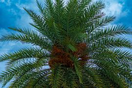 Date palm under Thai sky by Franklin Driessen