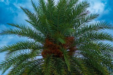 Dadelpalm onder Thaise Hemel van Franklin Driessen