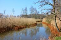 Winterlandschaft Groote Beerze Nord-Brabant von My Footprints Miniaturansicht