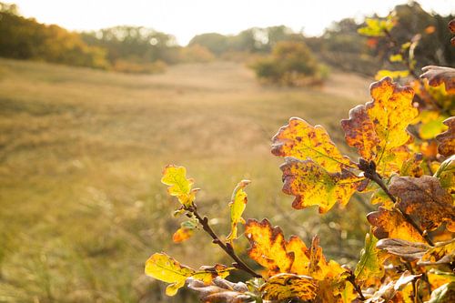 Herfstkleurige foto in het Bergerbos