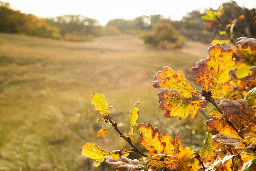 Herfstkleurige foto in het Bergerbos von Natascha Teubl