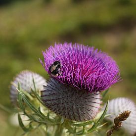 Biene auf Blume von Nina Haverkamp