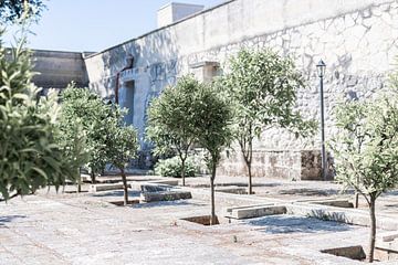 Citroenbomen, Puglia van DsDuppenPhotography