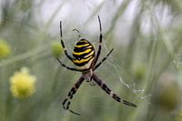 Wasp spider