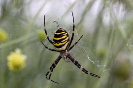 Wasp spider by Jack Van de Vin