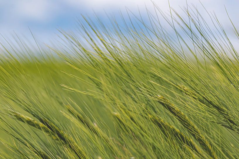 Céréales par Thomas Heitz