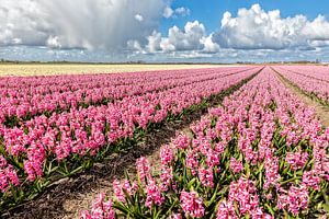 champ de bulbes avec jacinthes fleuries sur eric van der eijk