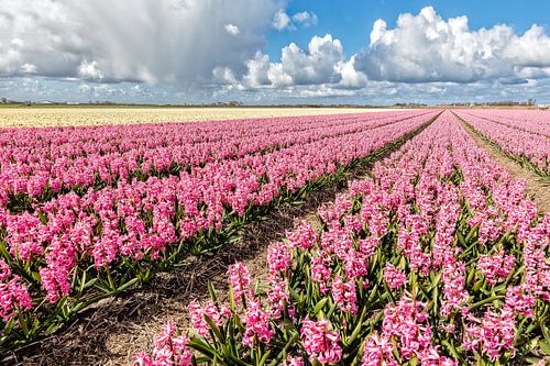 Glühbirnen Feld mit blühenden Hyazinthen