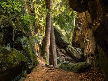 Nikolsdorfer Wände, Suisse saxonne - Au plus profond de la forêt