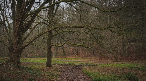 De boom met de prachtige lange takken.