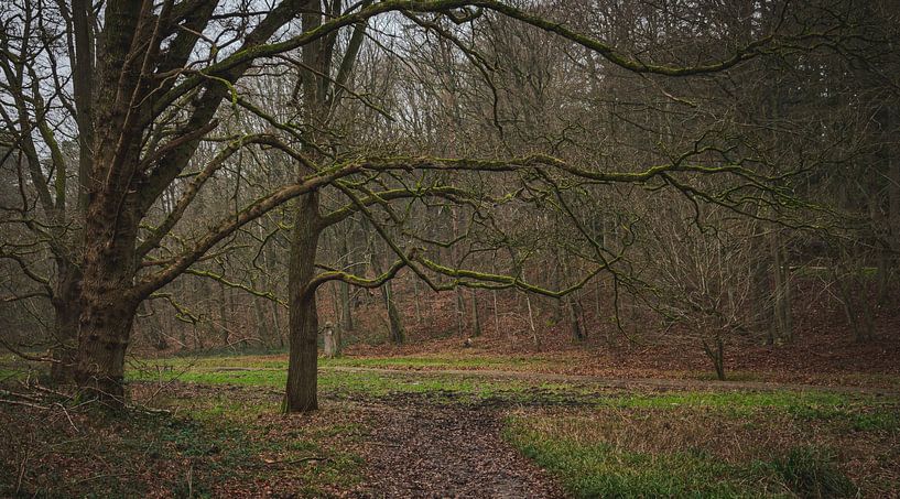 The tree with the beautiful long branches. by Robby's fotografie