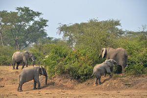 des éléphants dans le parc national Queen Elizabeth, en Ouganda