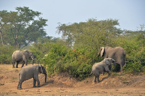 des éléphants dans le parc national Queen Elizabeth, en Ouganda