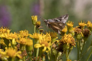 closeup of a day active moth on yellow flowers