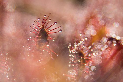 Sundew dreams