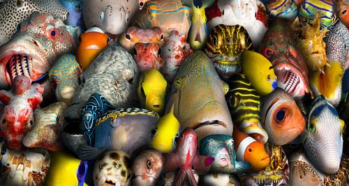 Fisch-Portraits