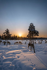 Gouden Winterzon over Fins Lapland van Robbert Frie