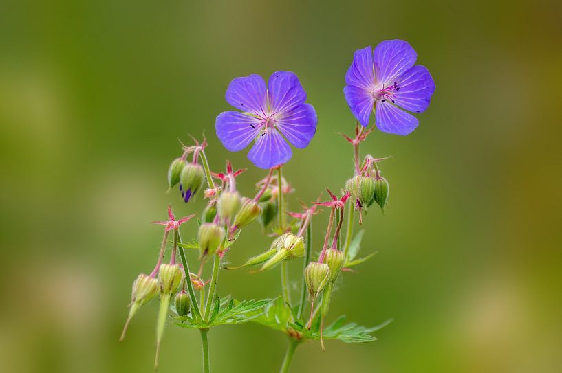 Purple flowers flower of a stork's beak by Mario Plechaty Photography