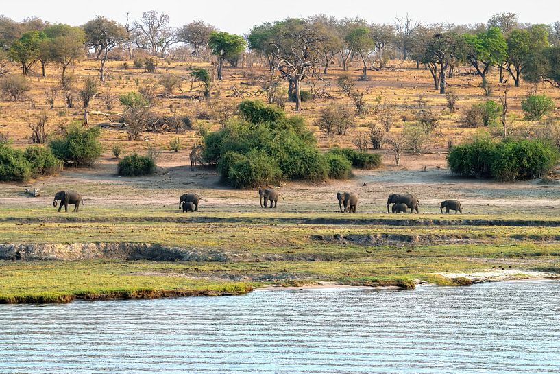 beautiful landscape with elephants in Chobe national park by Merijn Loch