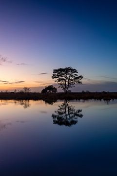 Baum mit Spiegelung im Wasser von KB Design & Photography (Karen Brouwer)