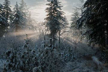 Where the forest slows down