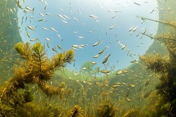 Unterwasser-Landschaft
