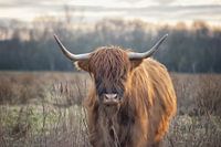 Scottish Highland Cattle