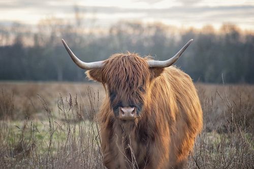 Schottisches Hochlandrind