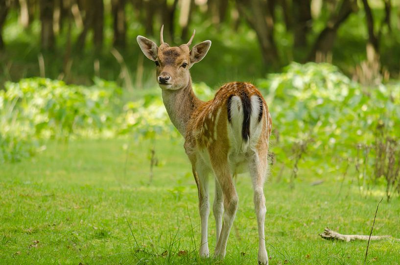 Hirsch von Ans Bastiaanssen