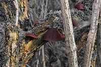  les champignons en or