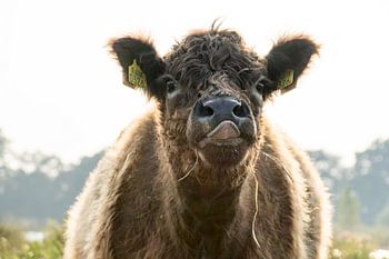 Galloway dans le Naardermeer avec la langue qui dépasse