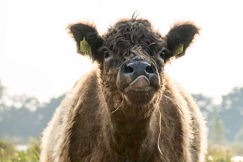 Galloway in het Naardermeer met uitgestoken tong