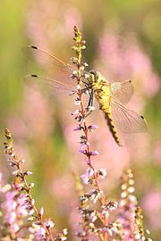 Portret van een gouden libel.1